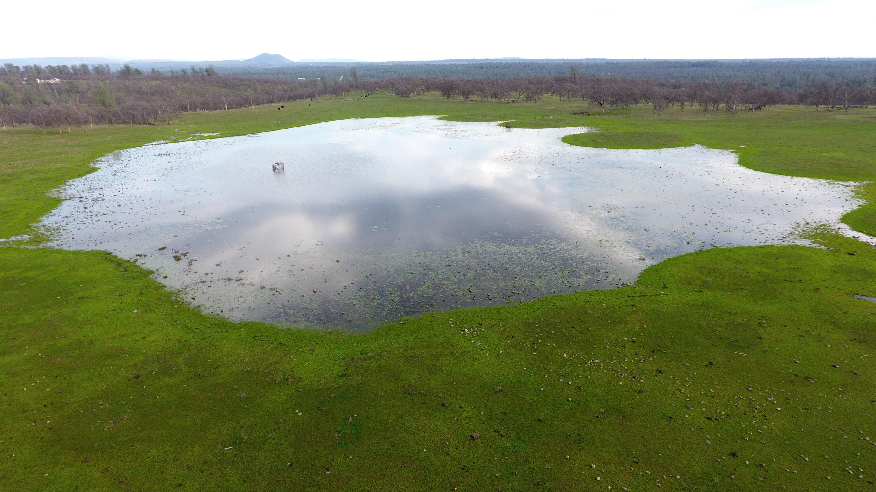 7255 Hyrax Road Shingletown, CA 96088 - Photo 63 of 77 Pond looking south