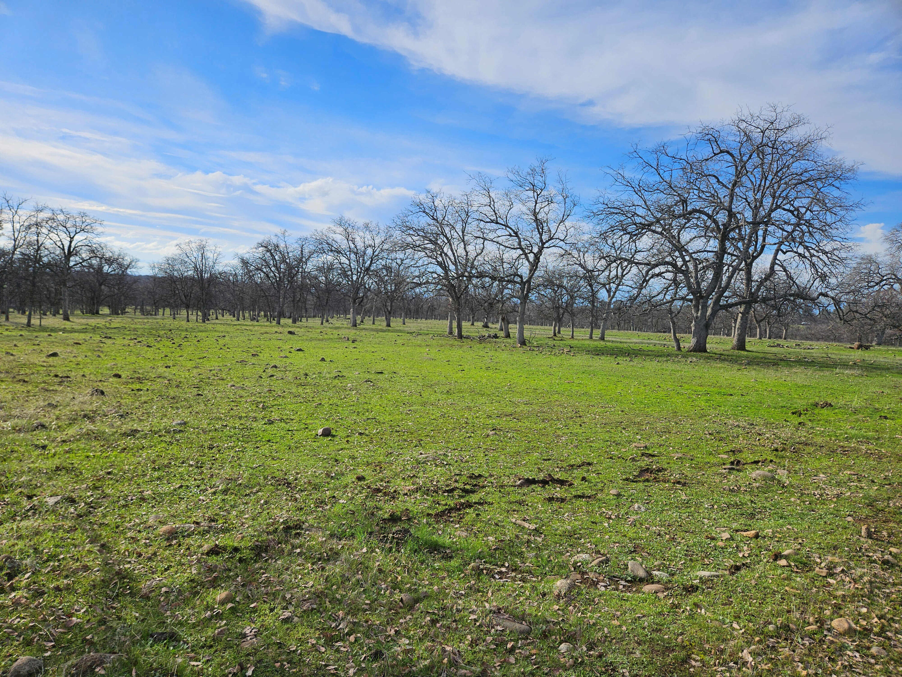 7255 Hyrax Road Shingletown, CA 96088 - Photo 70 of 77 Terrain by house