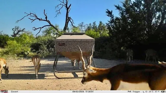 $1,445,000 | 267 Cr 112 Goldthwaite Tx 76844, Goldthwaite, TX 76844