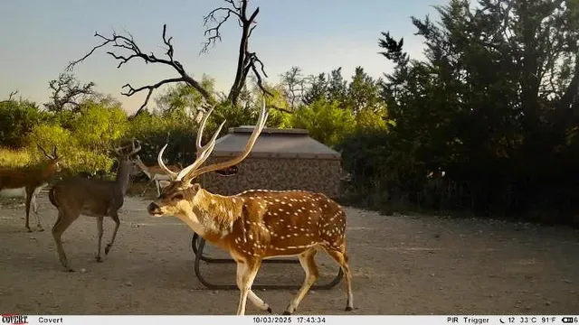 $1,445,000 | 267 Cr 112 Goldthwaite Tx 76844, Goldthwaite, TX 76844