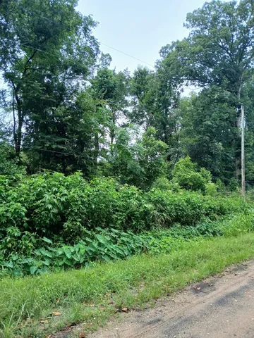 a view of a lush green forest with lawn chairs and large trees