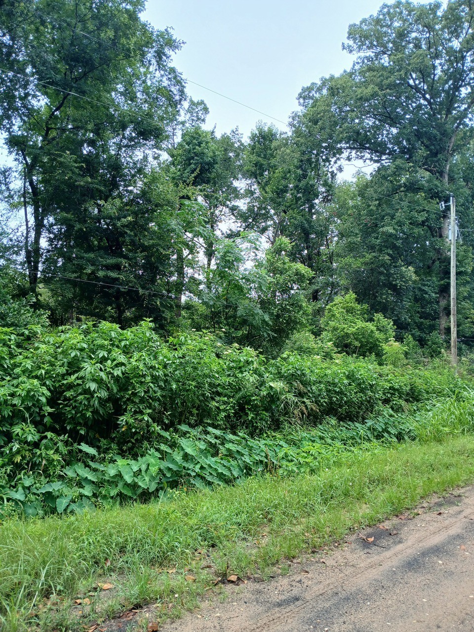 a view of a lush green forest with lawn chairs and large trees