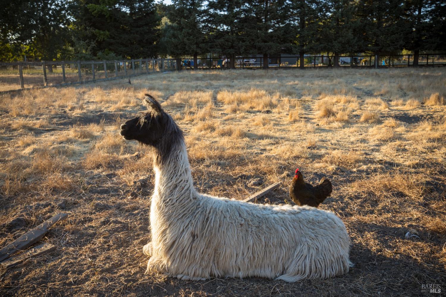 4100 Bisordi Lane Fulton, CA 95439 - Photo 75 of 75 a view of yard