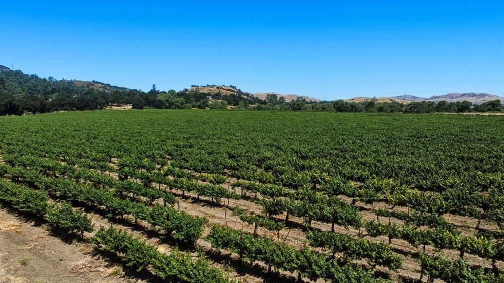 24.5-acres Cienega Road Paicines, CA 95043 - Photo 13 of 38