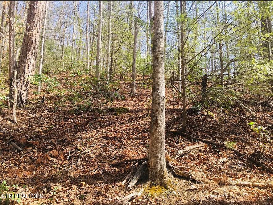 Lumber Jack Way Sevierville, TN 37876 - Photo 6 of 8 Lot 6 Timberline