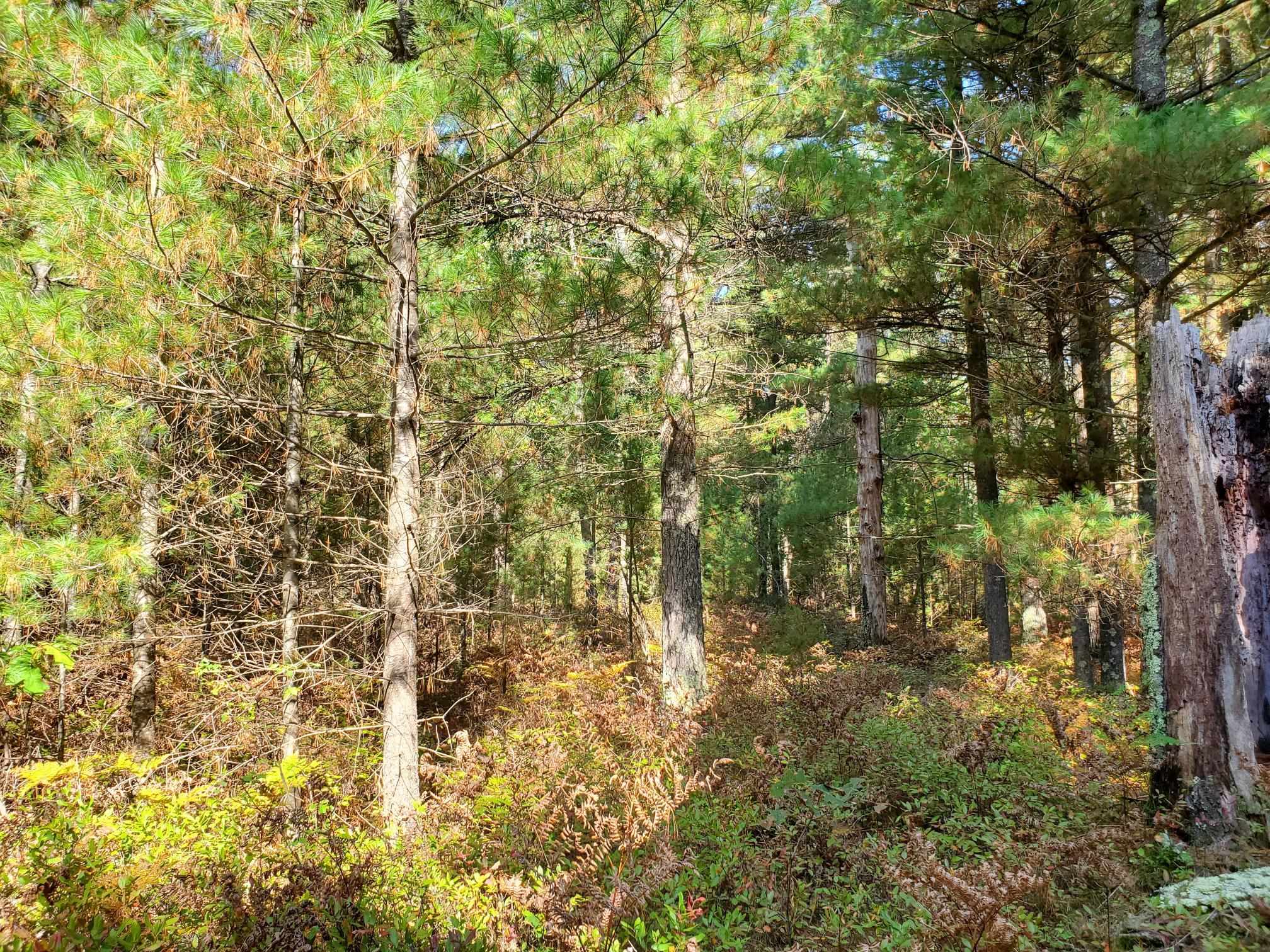 0 East Boehm Road West Branch, MI 48661 - Photo 5 of 7 1939115-9d7b4689-edb7-4dfb-89f8-be633c9bcde1.JPG