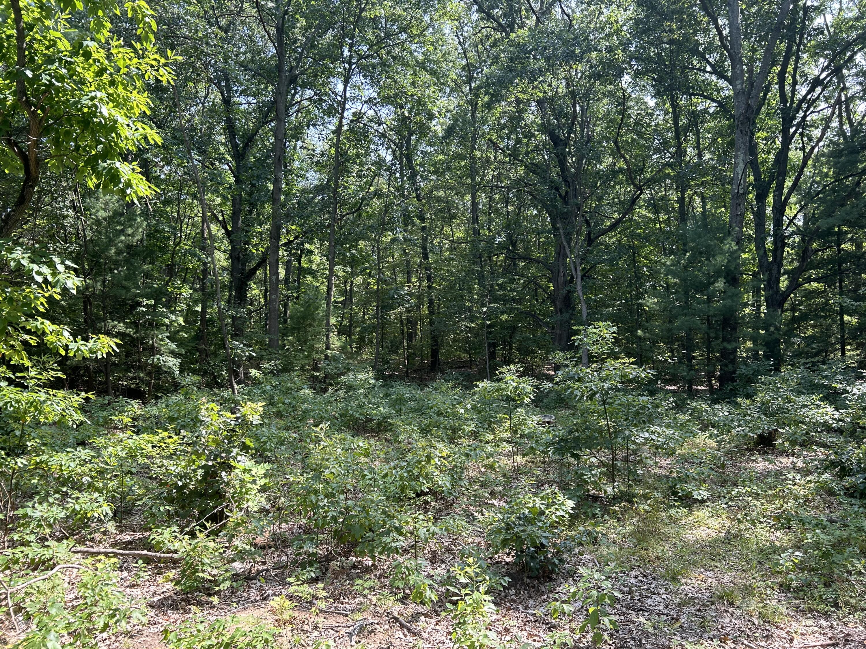 6440 Gaslight Lane Saugatuck, MI 49453 - Photo 4 of 7 quiet but close to everything