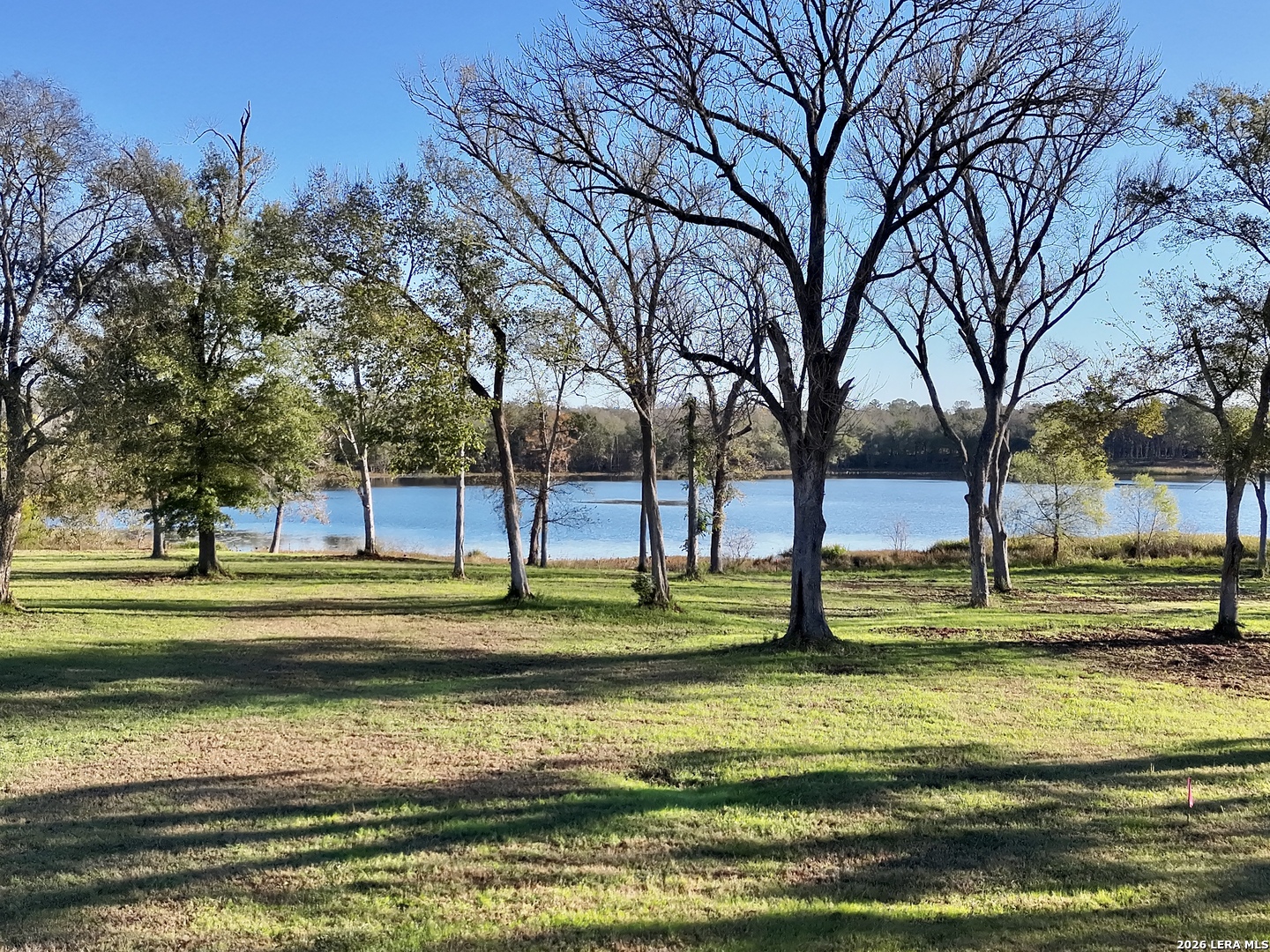 a view of a park with large trees