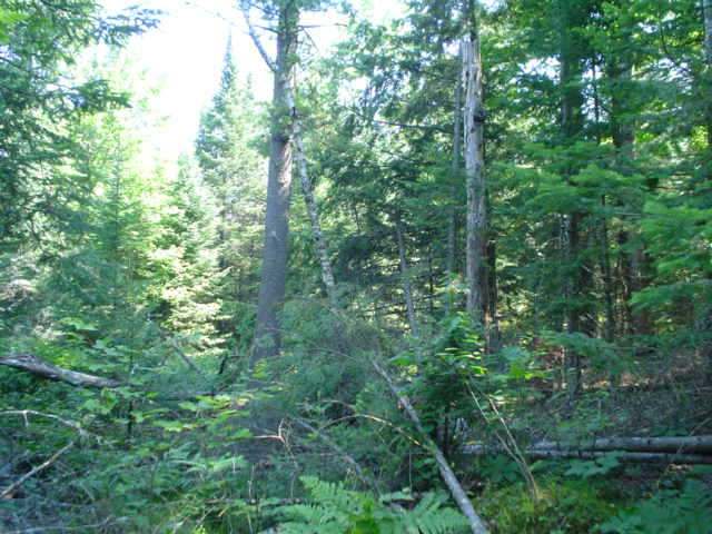Lot G1-3 Aldridge Lake Road Eagle River, WI 54521 - Photo 4 of 5 Gallery Image 4