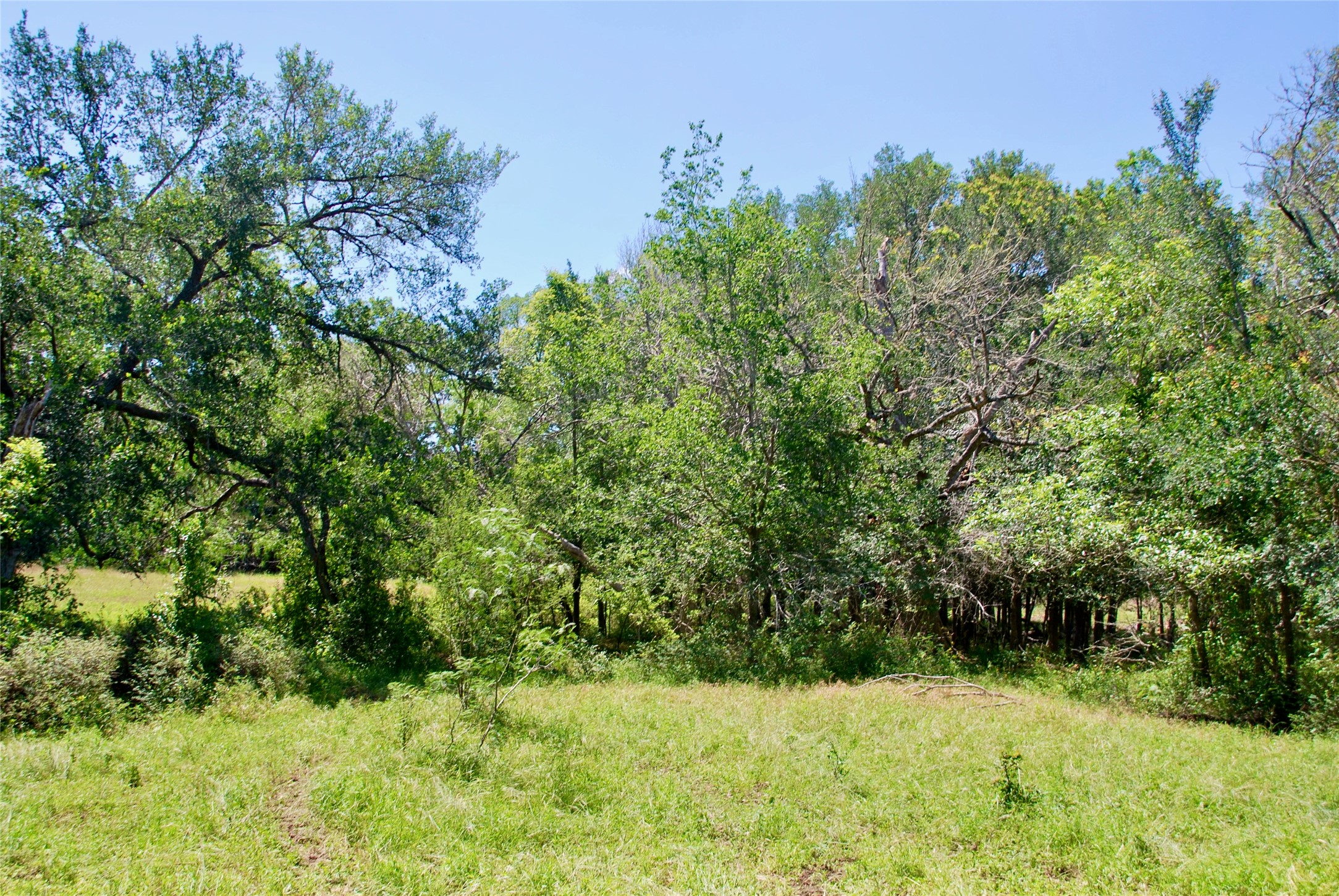 1049 Muehr Road Weimar, TX 78962 - Photo 16 of 24 a view of a yard with a tree