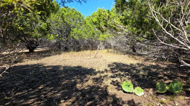 a view of a tree with a yard