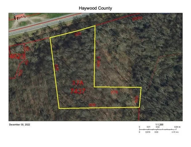 a view of a forest with a tree