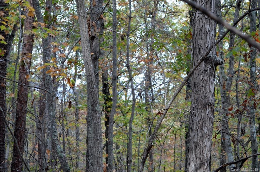 0 South Pointe Road, Unit 20 Mill Spring, NC 28756 - Photo 7 of 7 a view of forest