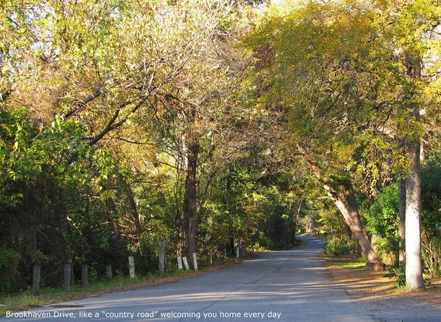 a view of a yard with plants and trees