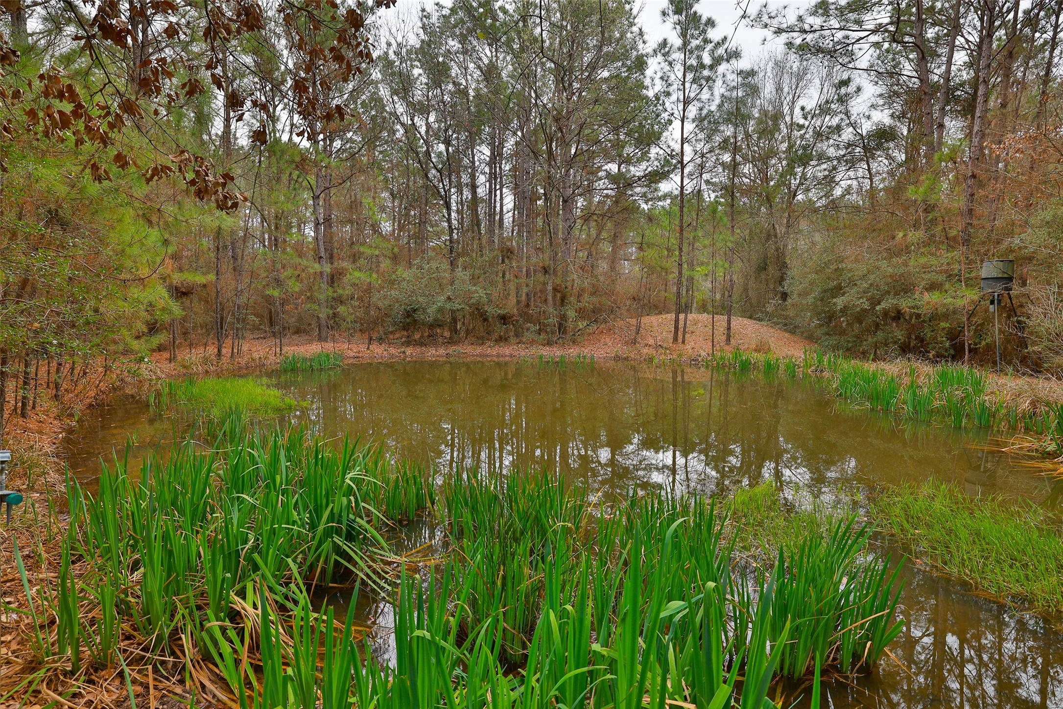 7514 Saddle Blanket Drive Waller, TX 77484 - Photo 45 of 50 Serene pond graced with exquisite imported irises.