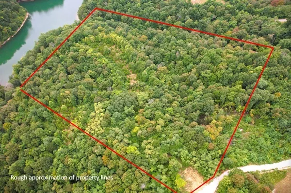 a close up of a tree