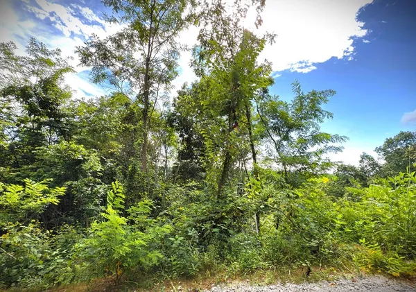 a view of a tree in a yard