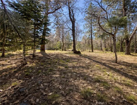 a view of a yard with trees