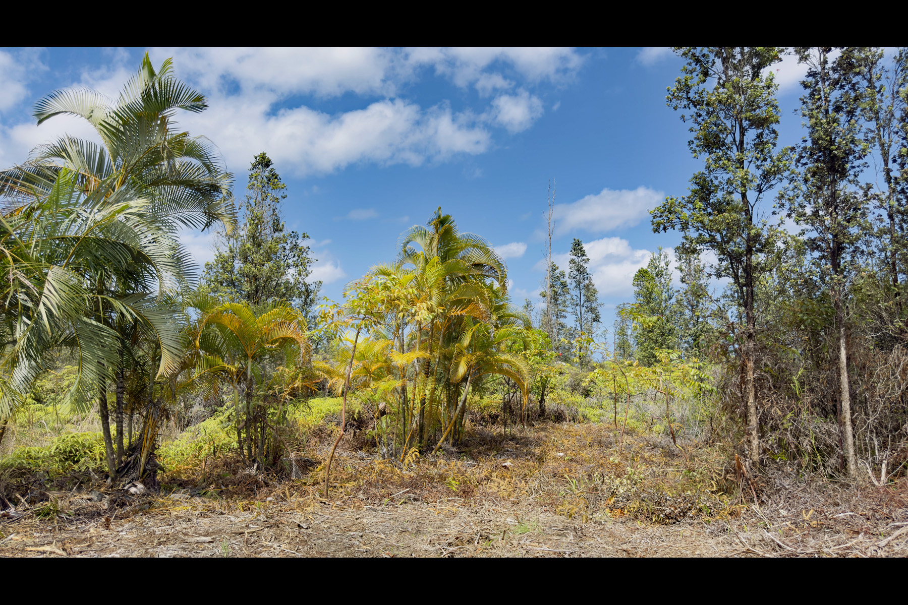 2444 Uhini Ana Road Mountain View, HI 96771 - Photo 4 of 27 a view of a plant