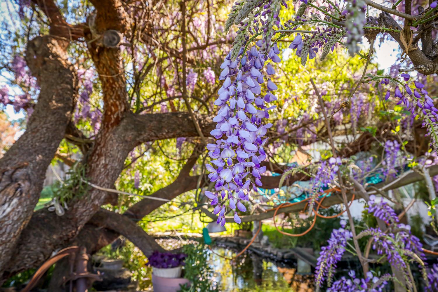 23404 Bruella Road Acampo, CA 95220 - Photo 60 of 69 a picture of flowers