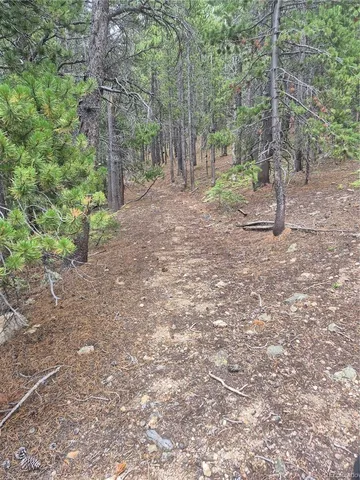 a view of a forest with trees