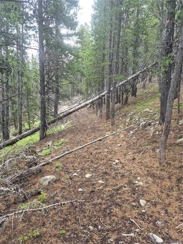 a view of a forest with trees in the background