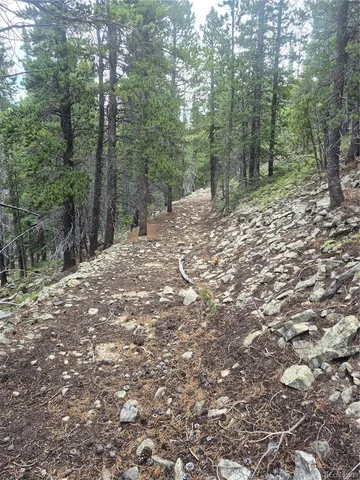 a view of a forest with trees