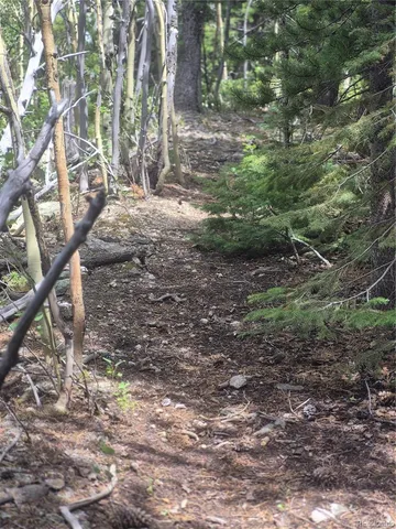 a view of a yard with plants and trees