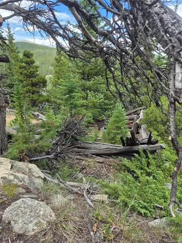 a view of a yard with plants and a large tree