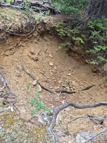 a view of a yard with plants and trees