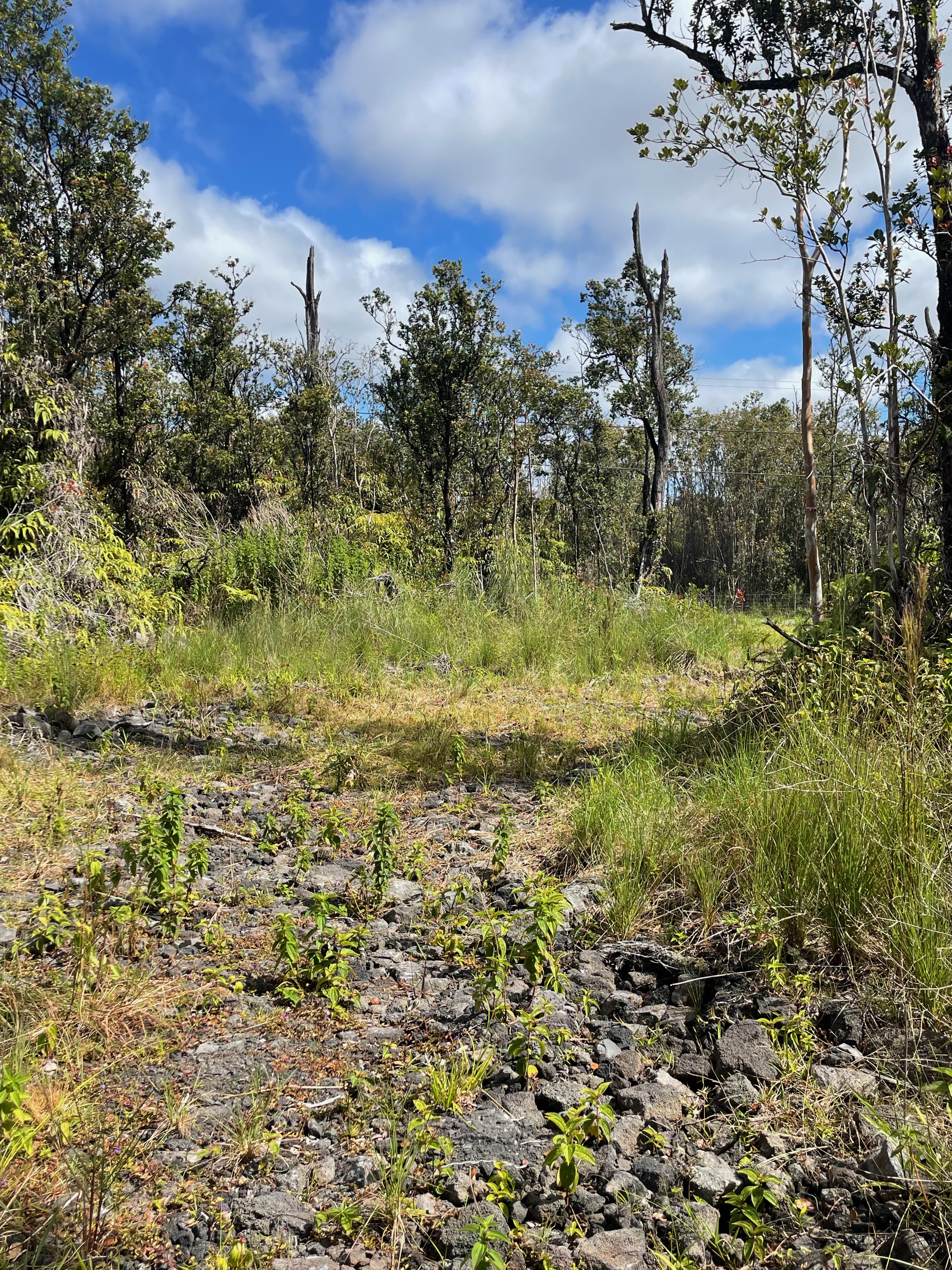 16 Makoa Road Pahoa, HI 96778 - Photo 11 of 14
