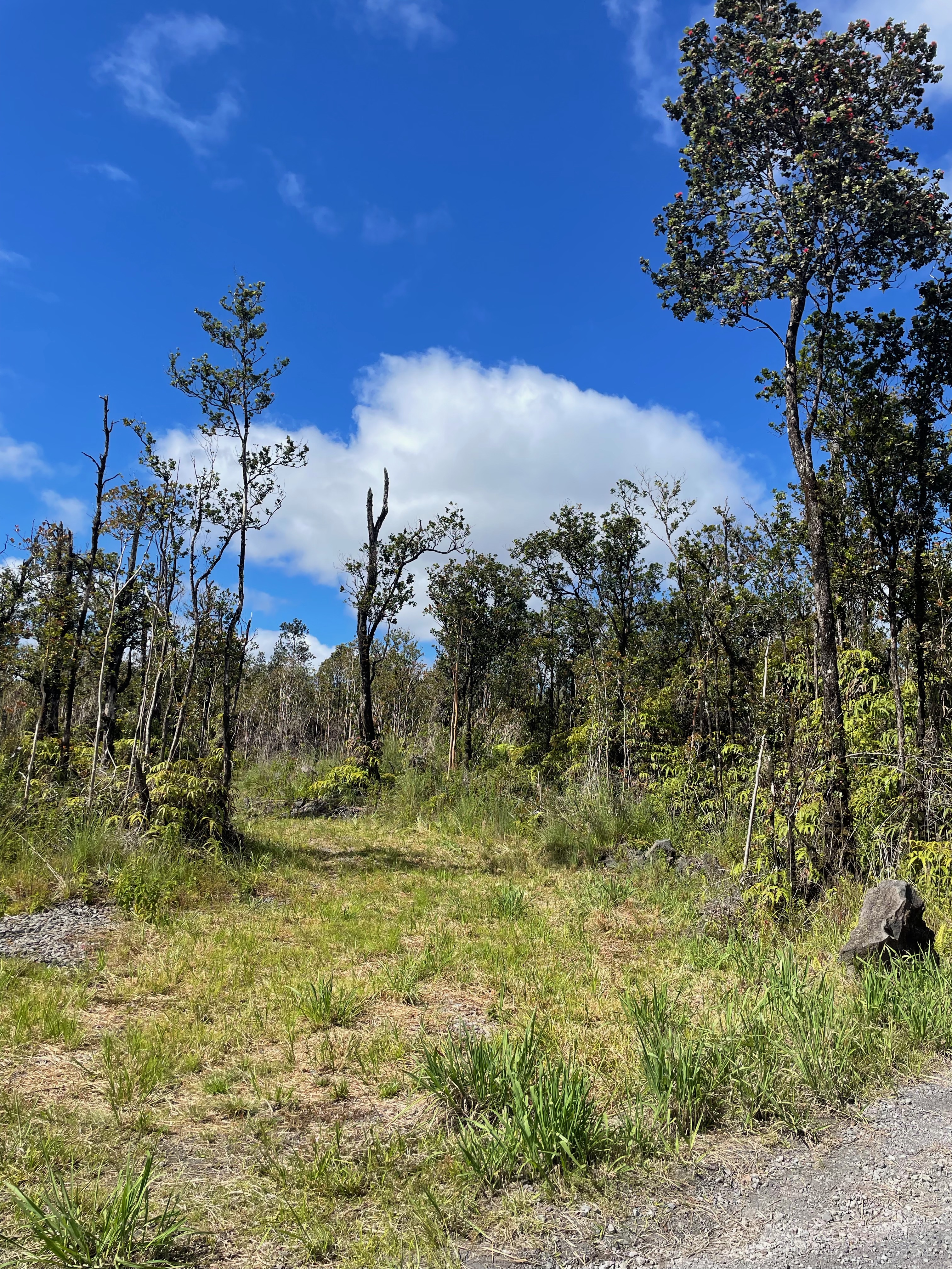 16 Makoa Road Pahoa, HI 96778 - Photo 2 of 14