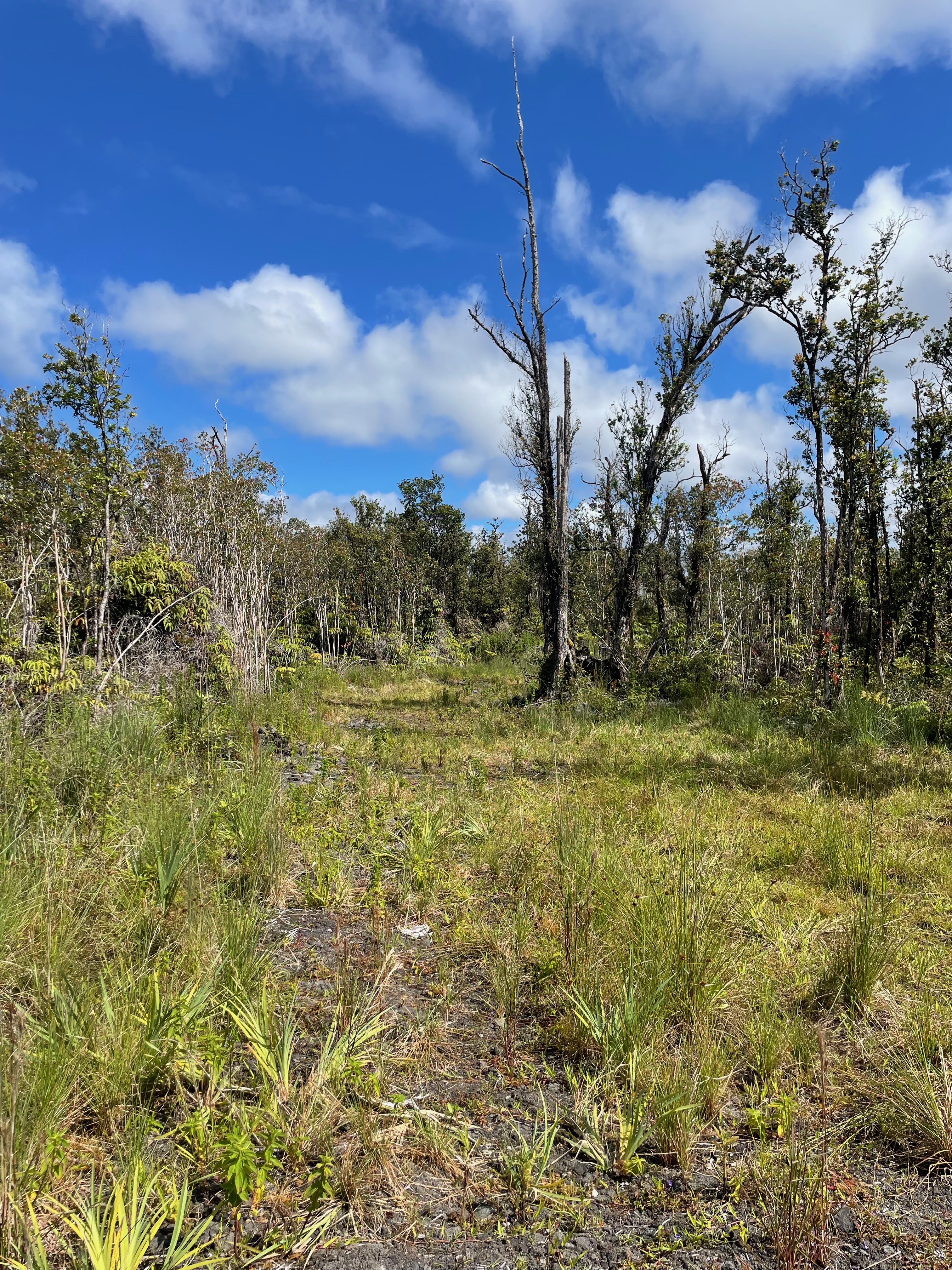 16 Makoa Road Pahoa, HI 96778 - Photo 9 of 14