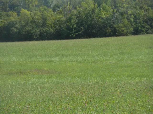 a view of field with tall trees
