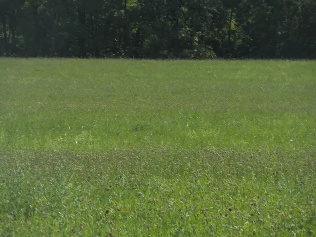 a view of a field with a trees in the background