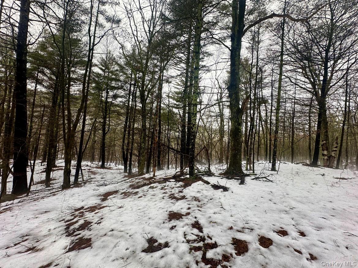 804 Hearts Content Road Cairo, NY 12473 - Photo 34 of 34 a view of outdoor space with trees