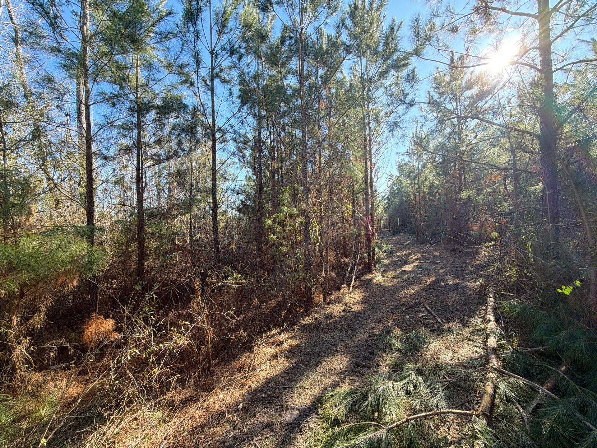 7 Brunson Teal Road Patrick, SC 29584 - Photo 11 of 24 39-Jan 28 2026 08_02pm-wrPw