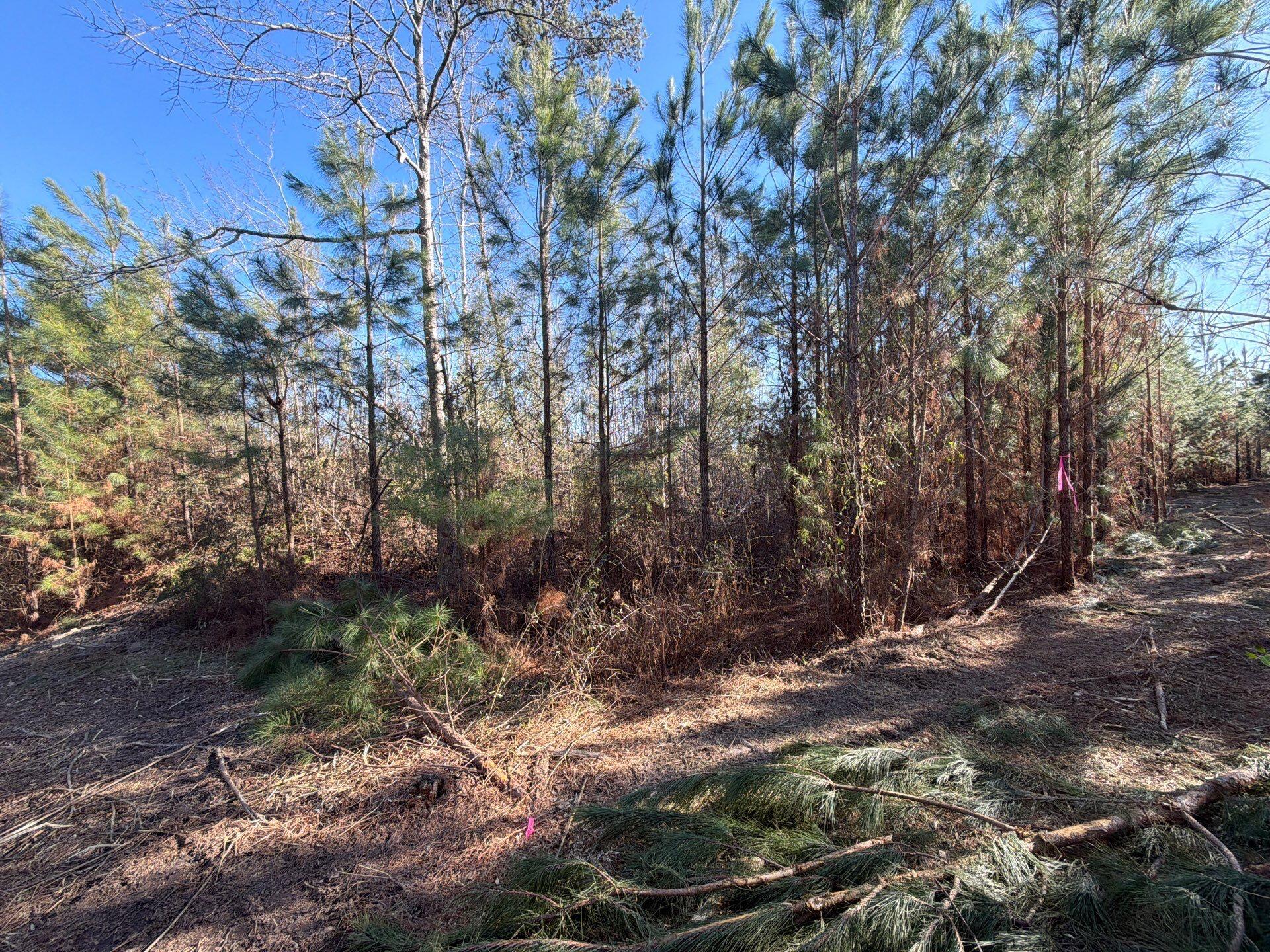 7 Brunson Teal Road Patrick, SC 29584 - Photo 13 of 24 37-Jan 28 2026 08_02pm-w8Tb