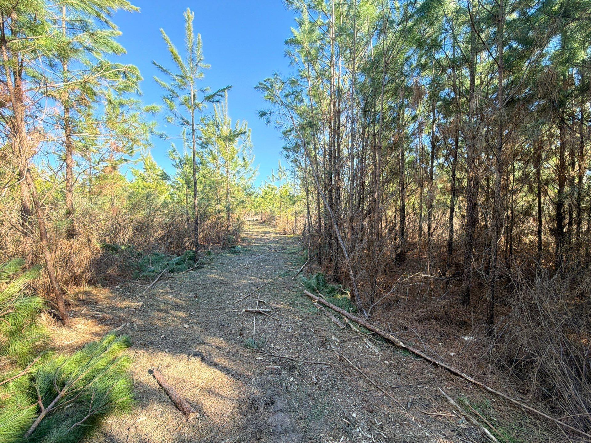 7 Brunson Teal Road Patrick, SC 29584 - Photo 14 of 24 36-Jan 28 2026 07_57pm-SFes
