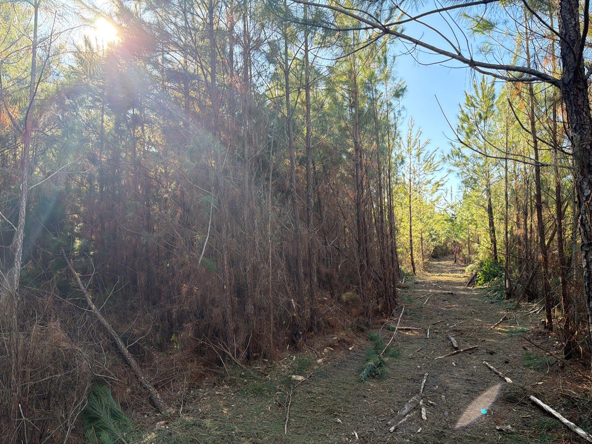 7 Brunson Teal Road Patrick, SC 29584 - Photo 16 of 24 34-Jan 28 2026 07_57pm-7B4j