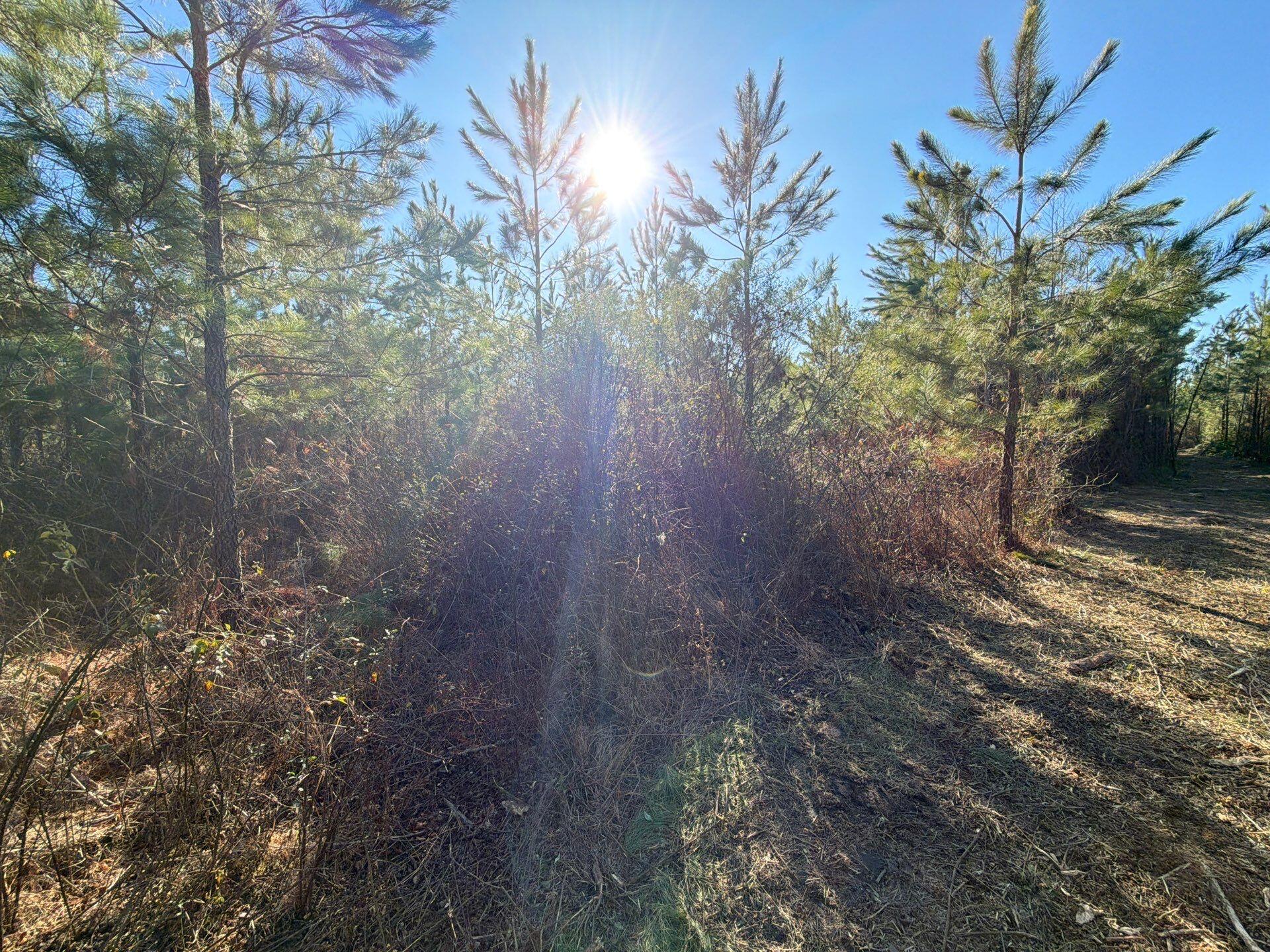 7 Brunson Teal Road Patrick, SC 29584 - Photo 17 of 24 33-Jan 28 2026 07_55pm-Vadn