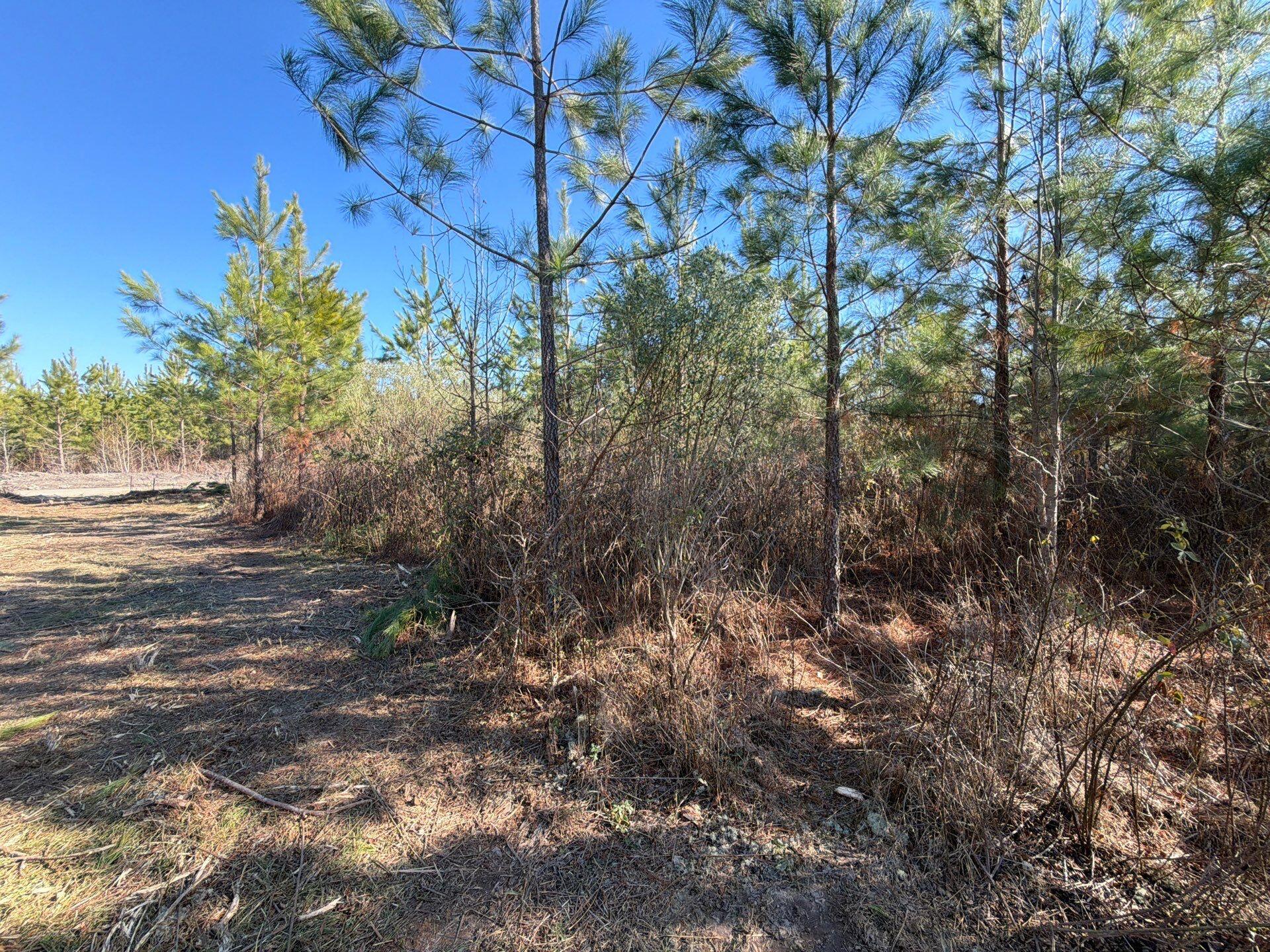 7 Brunson Teal Road Patrick, SC 29584 - Photo 18 of 24 32-Jan 28 2026 07_55pm-oWsb
