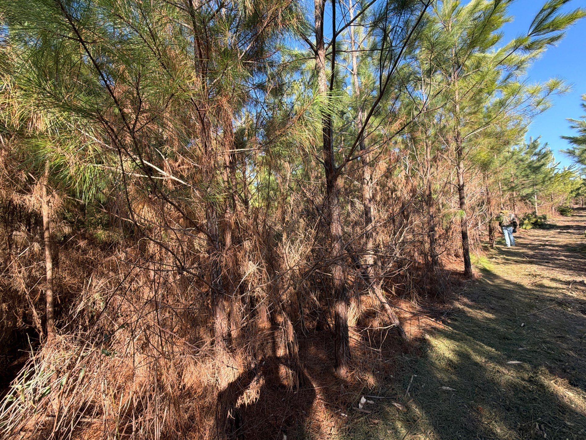 7 Brunson Teal Road Patrick, SC 29584 - Photo 19 of 24 19-Jan 28 2026 07_41pm-n4QU
