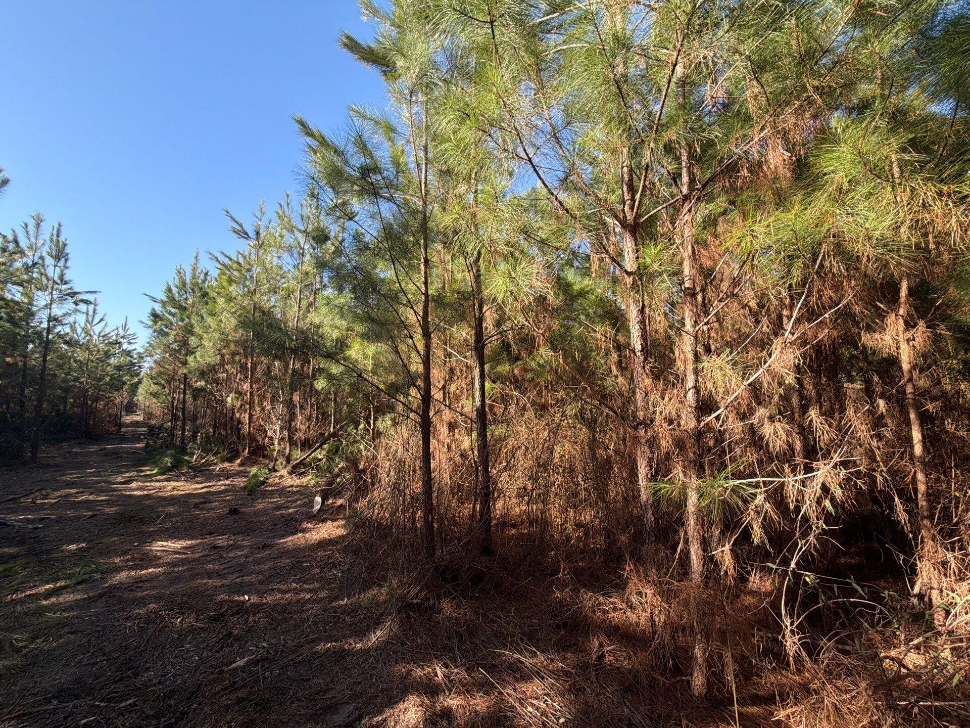 7 Brunson Teal Road Patrick, SC 29584 - Photo 20 of 24 18-Jan 28 2026 07_41pm-eVs8
