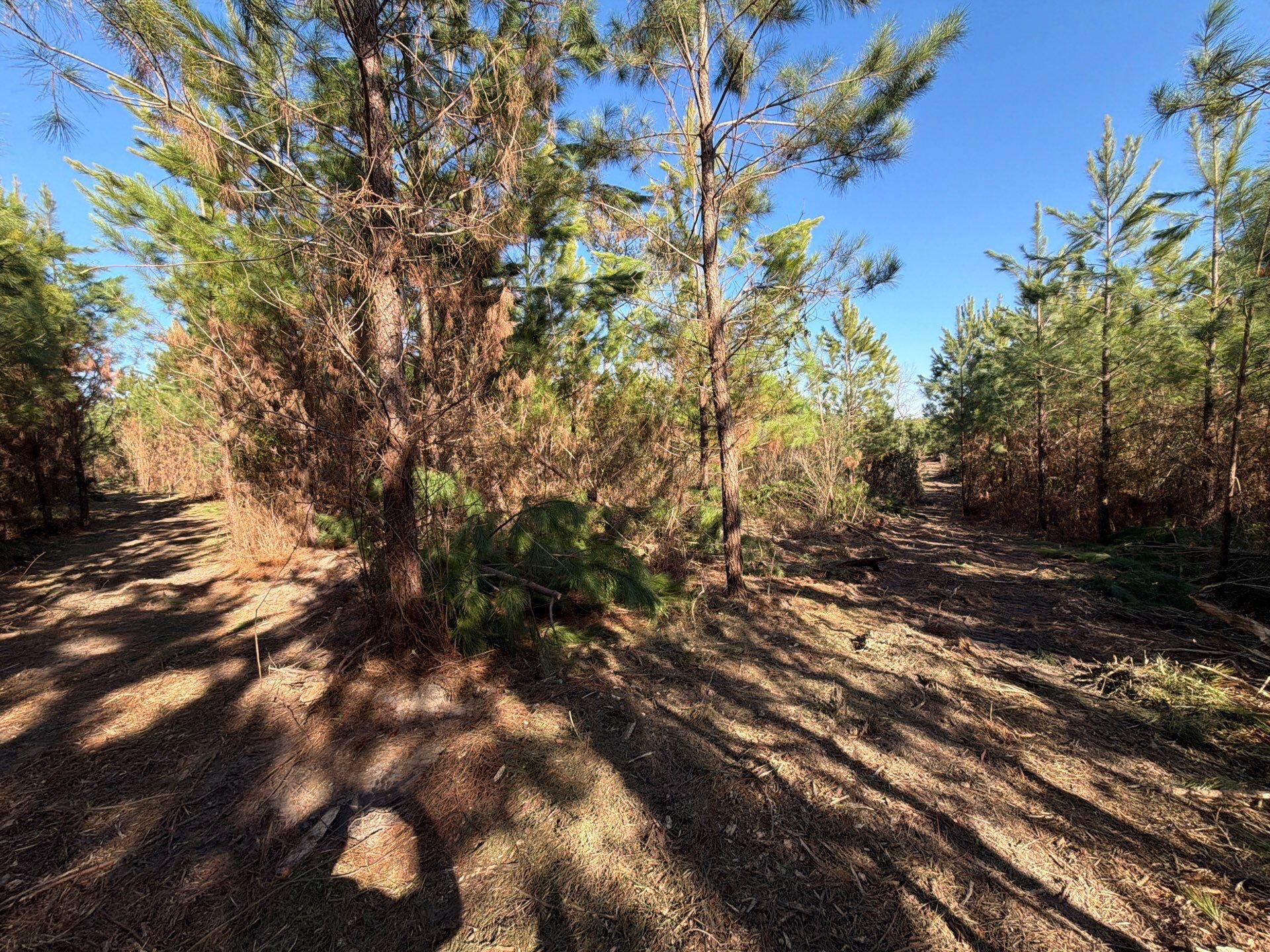 7 Brunson Teal Road Patrick, SC 29584 - Photo 24 of 24 2-Jan 28 2026 07_32pm-HWY6
