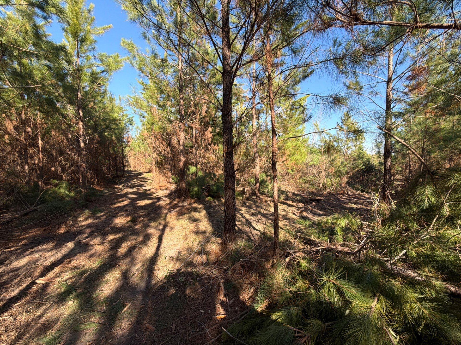 7 Brunson Teal Road Patrick, SC 29584 - Photo 10 of 24 1-Jan 28 2026 07_31pm-Jrys
