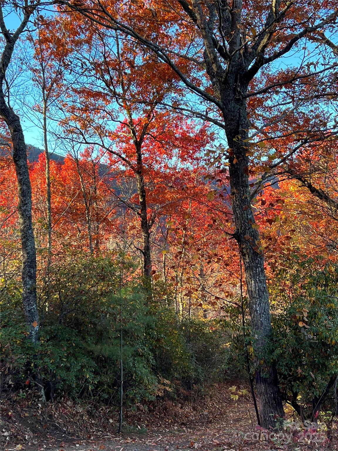 a view of tree