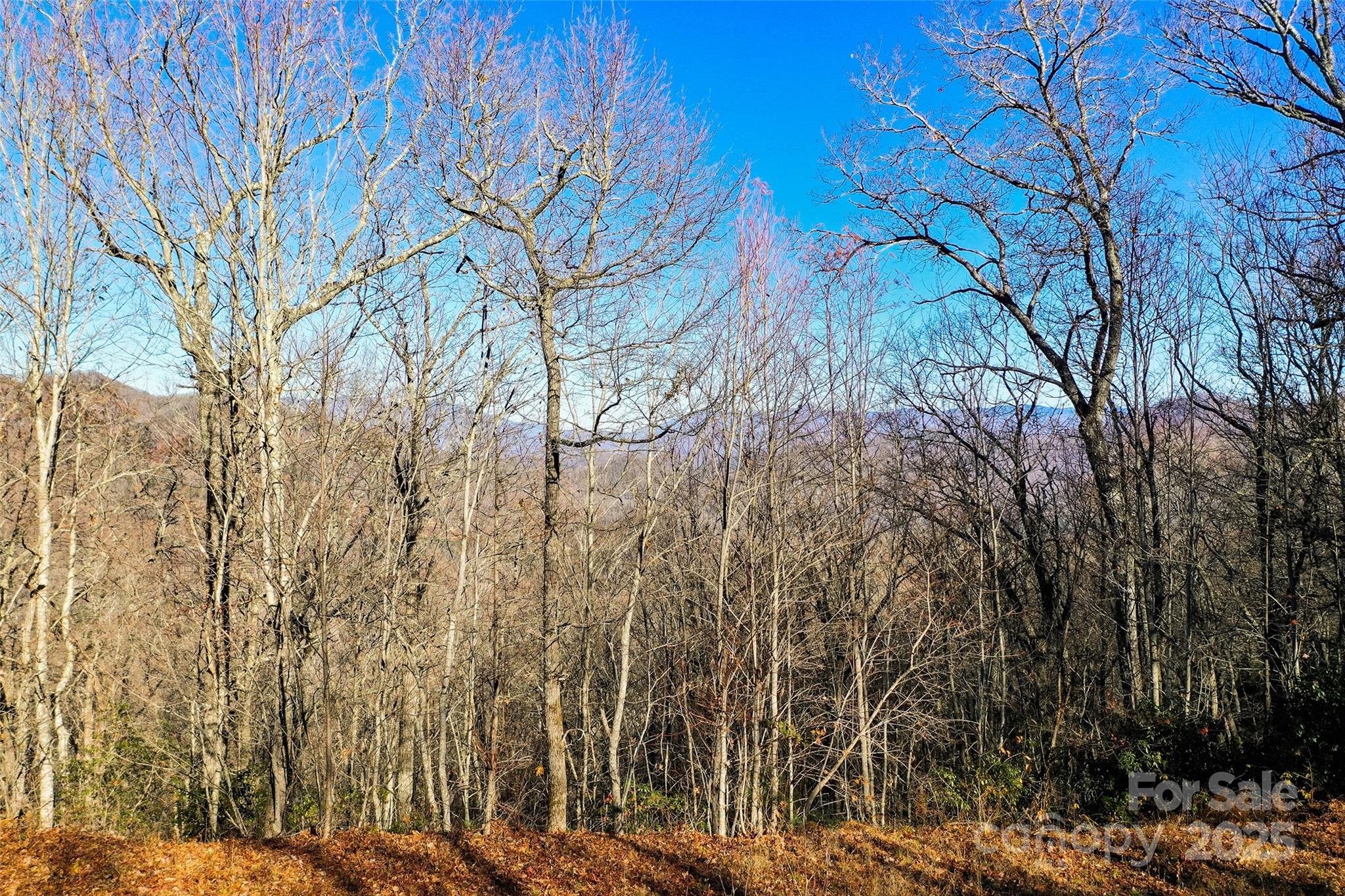 69-81 Winter Moon Ridge Sylva, NC 28779 - Photo 12 of 27 a view of a yard with plants and trees