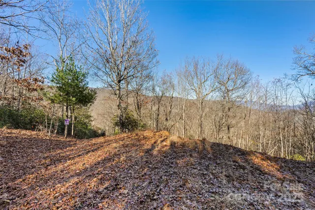 a view of a yard with trees