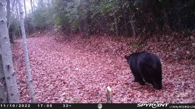 69-81 Winter Moon Ridge Sylva, NC 28779 - Photo 25 of 27 a view of a dry yard